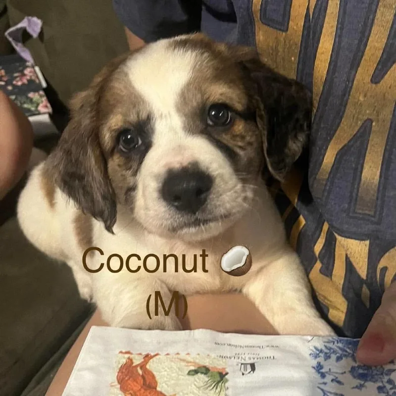 Coconut thumbnail 6