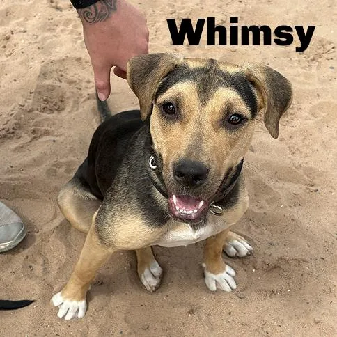 Whimsy thumbnail 2