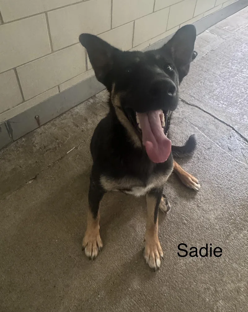 A young medium-sized female Bicolor Shepherd dog named Sadie for adoption in Ulster, PA