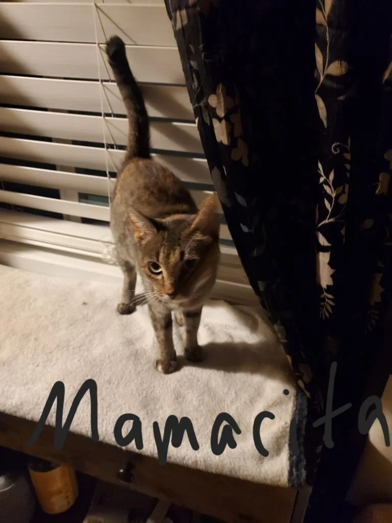 A young medium-sized female Domestic Short Hair cat named Mamacita for adoption in Fort Oglethorpe, GA