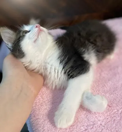 Marius
