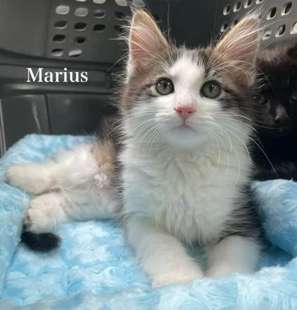 Marius thumbnail 2