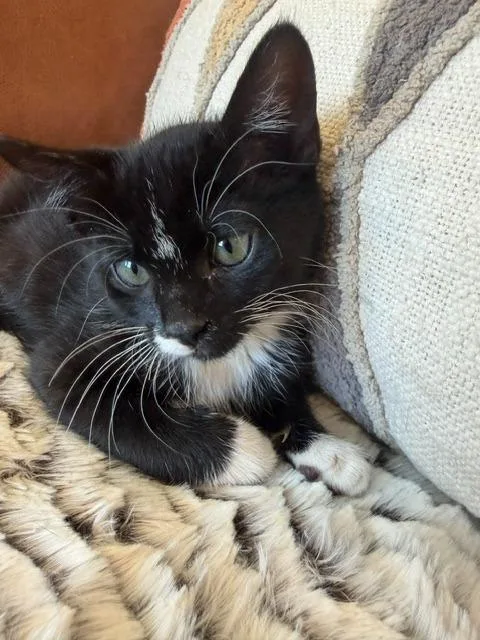 A baby small-sized female Domestic Medium Hair cat named Nicky for adoption in Ogden, UT