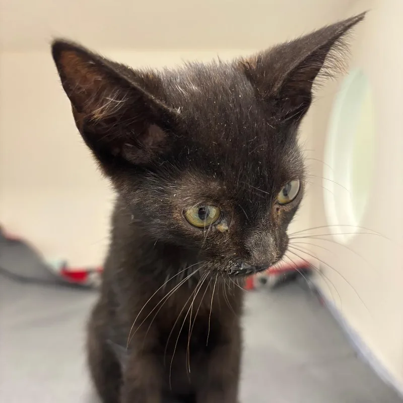 A baby small-sized male Black Domestic Short Hair cat named Jasper for adoption in St Joseph, MO