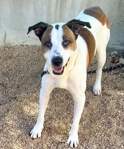 An adult medium-sized male Tricolor (Brown, Black, & White) Mixed Breed dog named Munches for adoption in Georgetown, TX