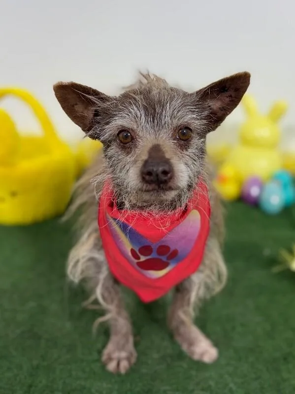 An adult small-sized male Brown / Chocolate Border Terrier dog named Scotty for adoption in Carlsbad, CA
