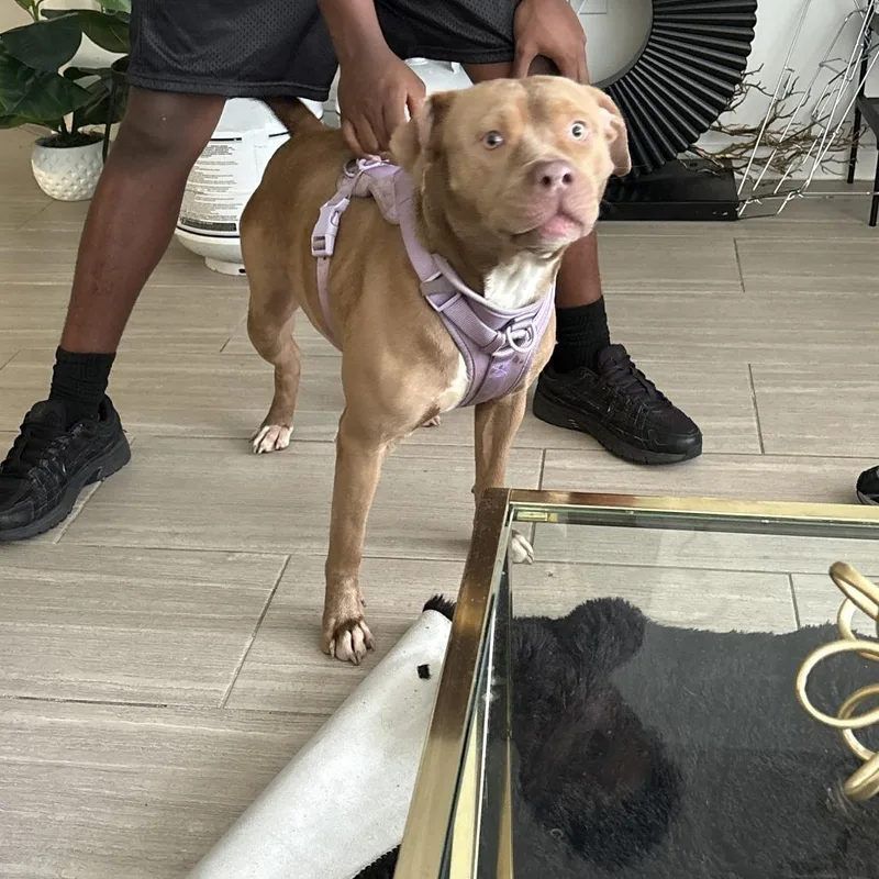 A young medium-sized female Brown / Chocolate Mixed Breed dog named Lola for adoption in West Palm Beach, FL