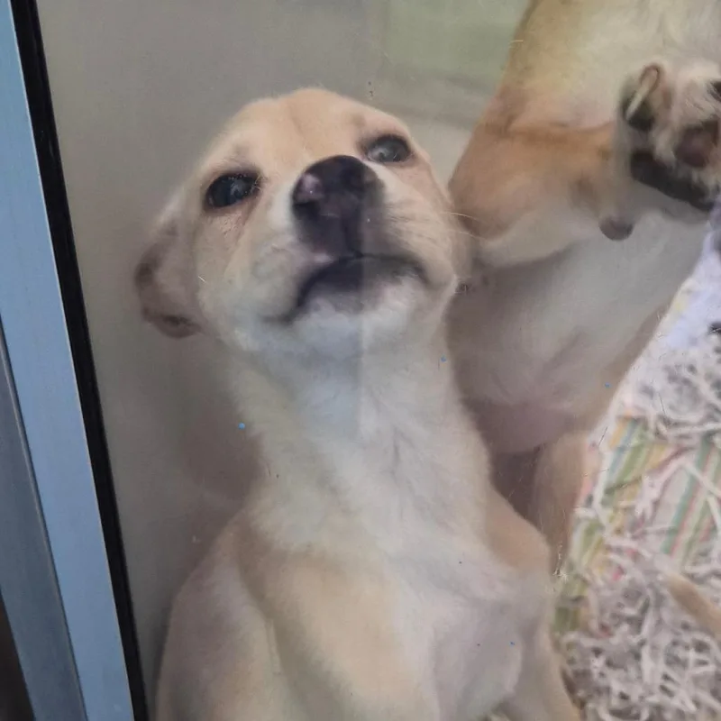 A young medium-sized female White / Cream Terrier dog named Potato for adoption in Montgomery, AL