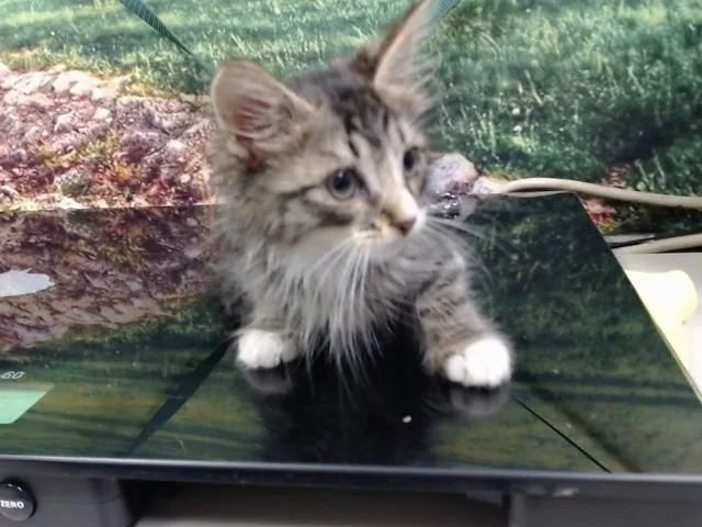 A baby small-sized male Domestic Long Hair cat named A for adoption in Moreno Valley, CA