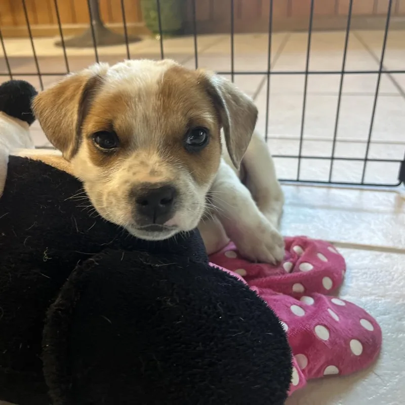 A baby small-sized male White / Cream Jack Russell Terrier dog named Woody for adoption in Merritt Island, FL