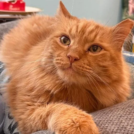 A senior extra large-sized male Orange / Red Domestic Long Hair cat named Propane for adoption in Cincinnati, OH