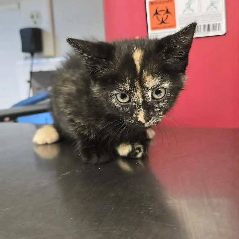 A baby medium-sized female Tortoiseshell Domestic Short Hair cat named Odile for adoption in Orange, VA