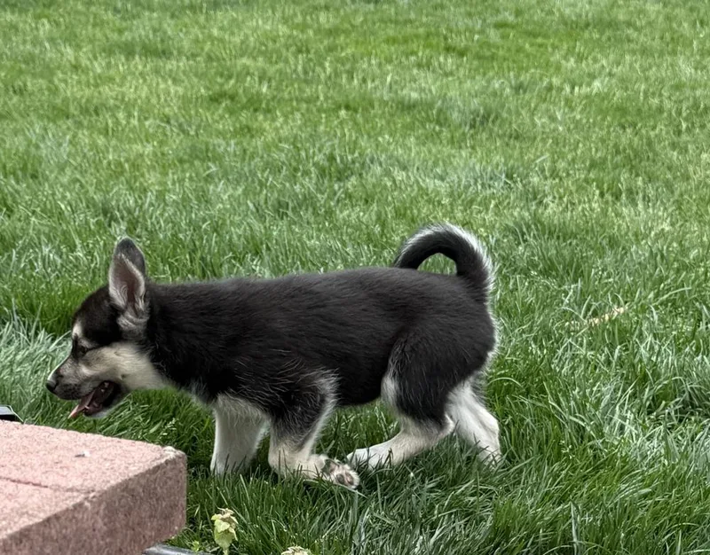 A baby medium-sized female Tricolor (Brown, Black, & White) Husky dog named Lucy for adoption in South Bend, IN