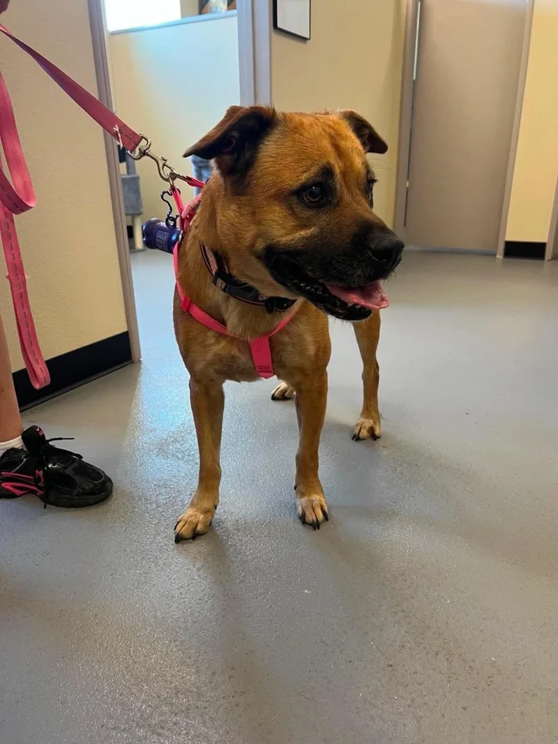 An adult medium-sized female Black Mouth Cur dog named Honey for adoption in Rockwall, TX