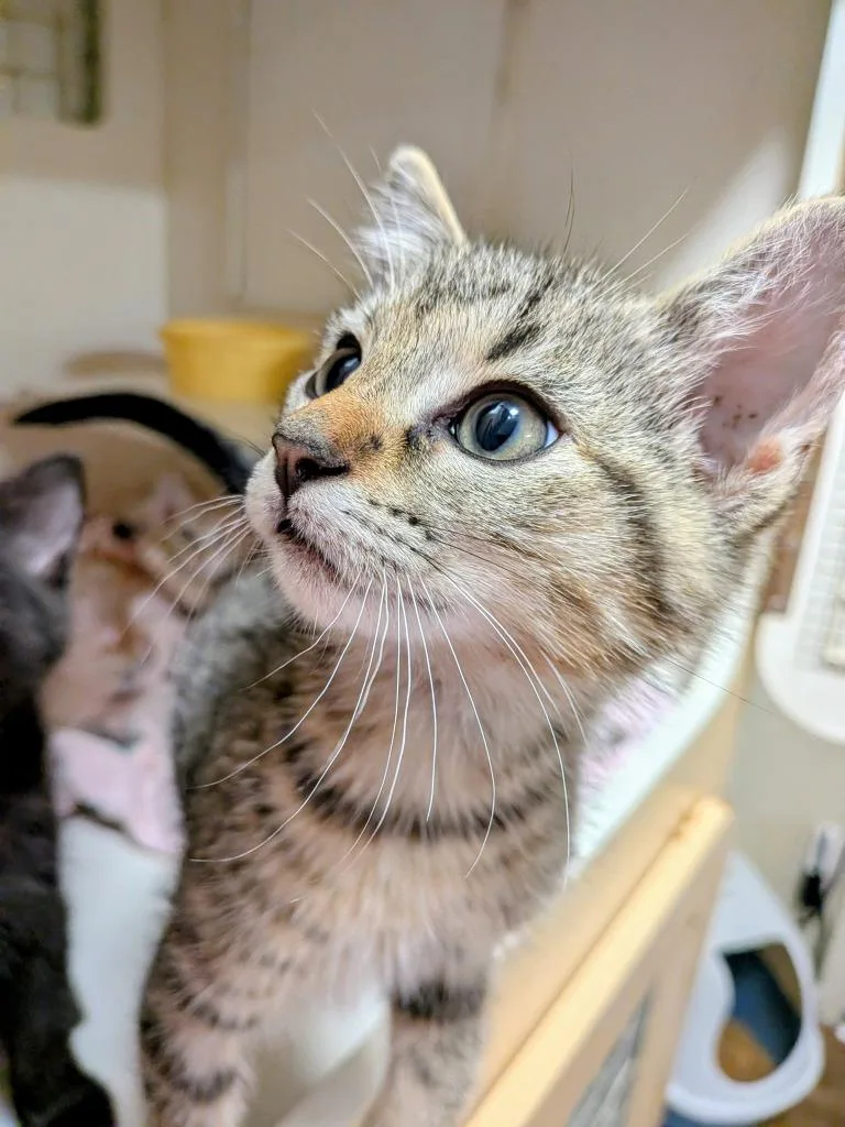 A baby medium-sized male Domestic Short Hair cat named Puttu for adoption in Richland Hills, TX
