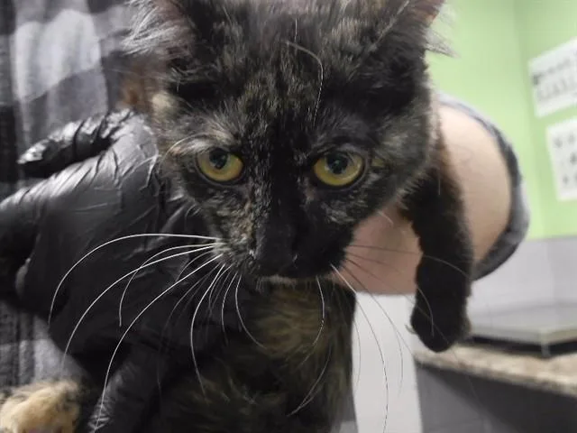 A young medium-sized female Domestic Short Hair cat named Topaz for adoption in Omaha, NE