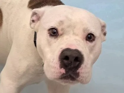 An adult large-sized female Pit Bull Terrier dog named Duchess for adoption in Woodbury, MN