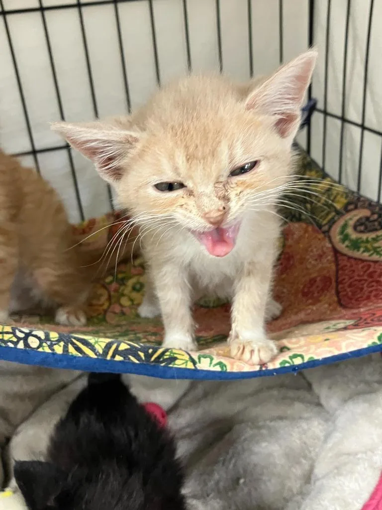 A baby small-sized female Domestic Short Hair cat named Waffle for adoption in Lunenburg, MA