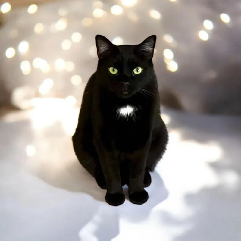 An adult medium-sized male Black Domestic Short Hair cat named Blacky for adoption in Gilroy, CA