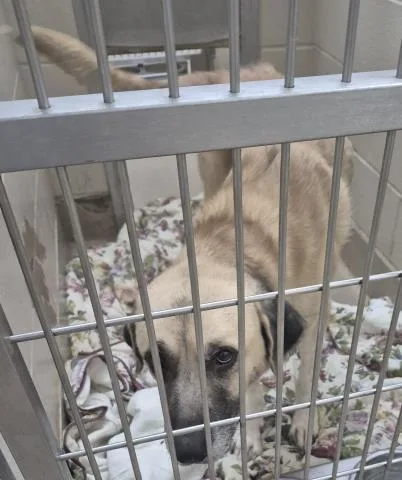 An adult large-sized male Anatolian Shepherd dog named Moose for adoption in Decatur, IL