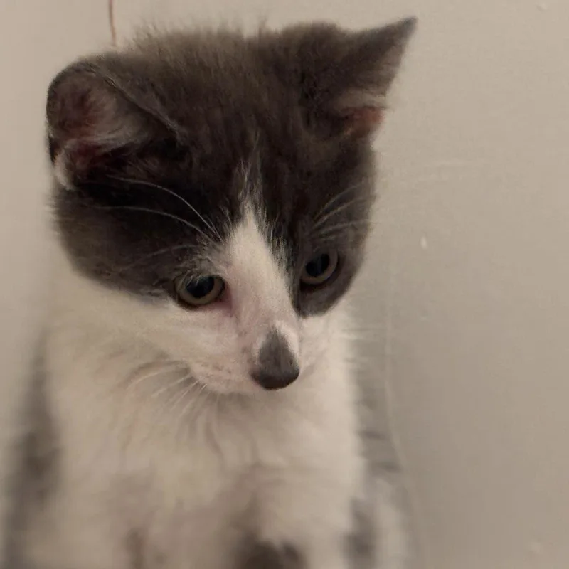 A baby medium-sized male Gray & White Domestic Short Hair cat named Oreo for adoption in Huntington Beach, CA