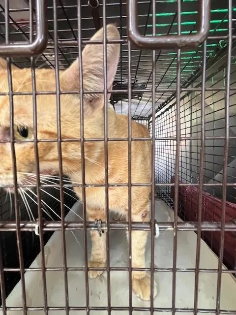 A young medium-sized male Domestic Short Hair cat named Desire for adoption in Miami, FL