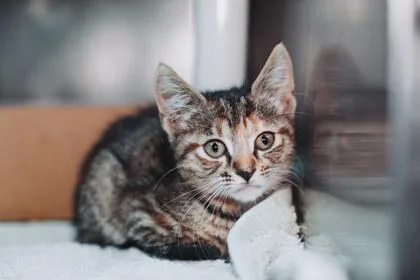 A young small-sized female Domestic Short Hair cat named a Lilly BugPetSmart West for adoption in North Charleston, SC