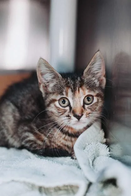a Lilly BugPetSmart West thumbnail 2