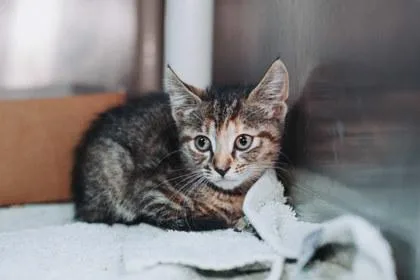 a Lilly BugPetSmart West thumbnail 3