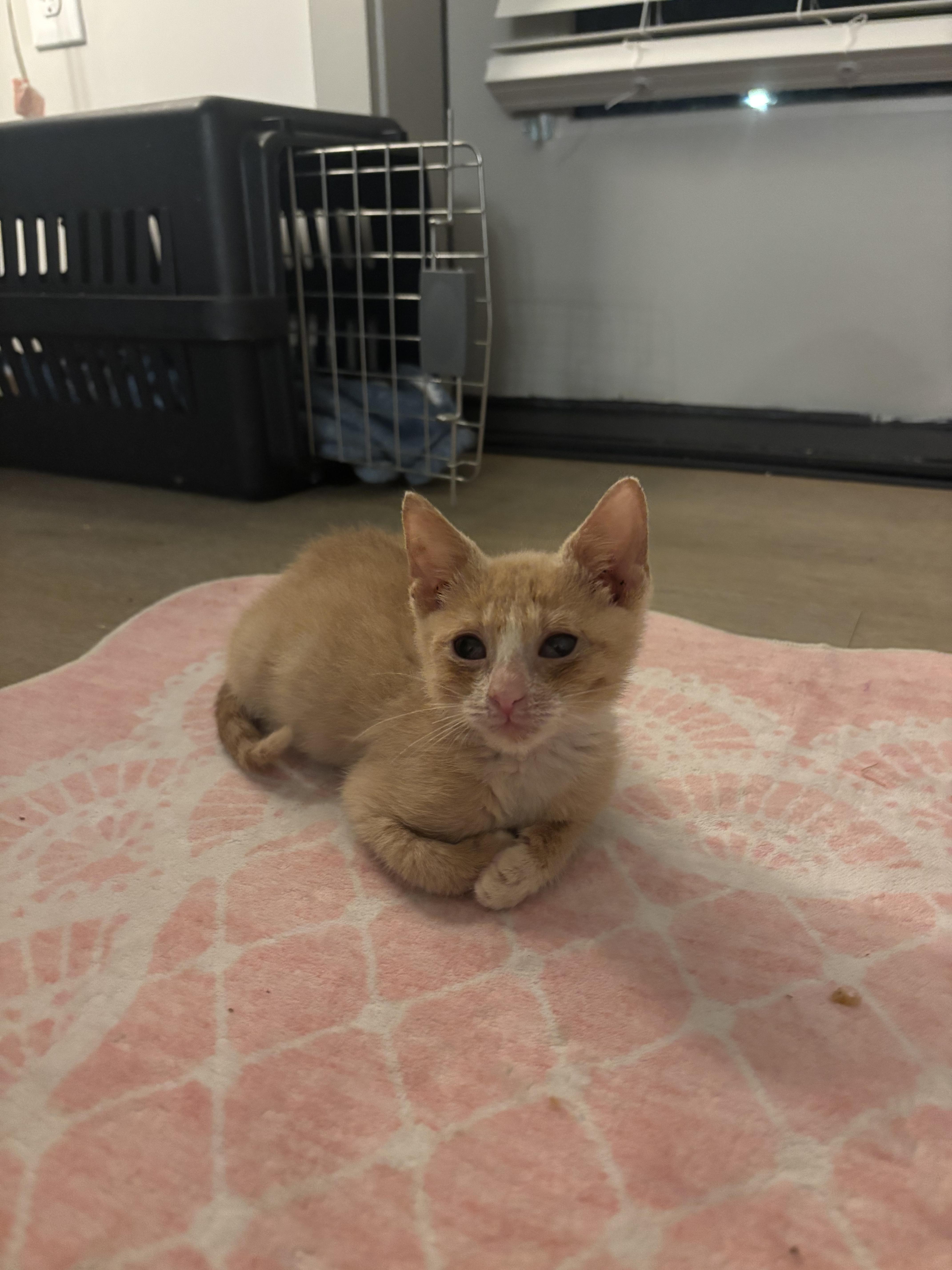 A baby medium-sized male Tabby cat named Freak Out for adoption in Columbia, SC