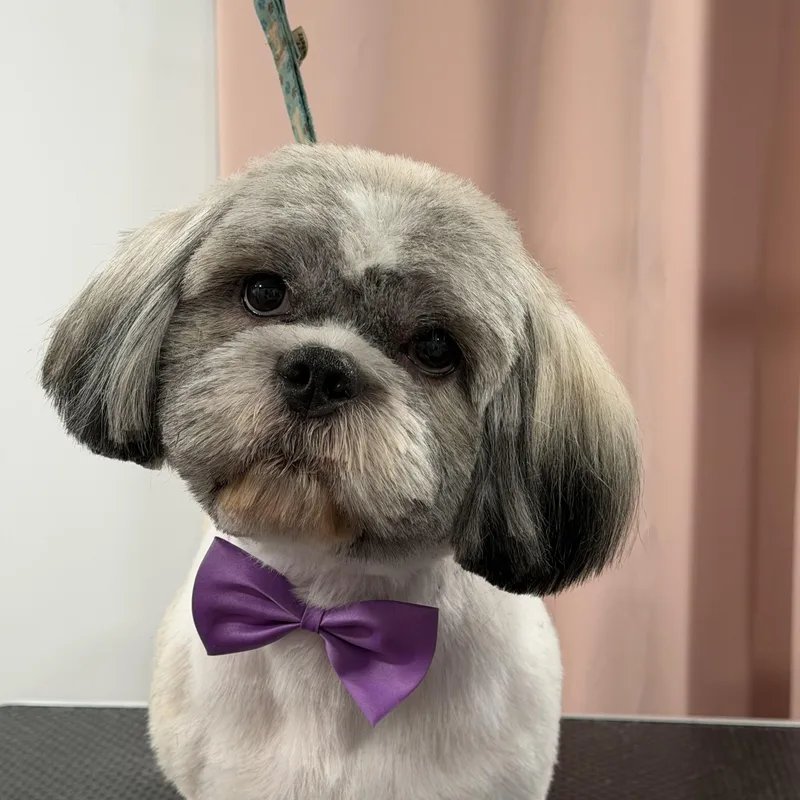 An adult small-sized male Shih Tzu dog named Cookie for adoption in Baton Rouge, LA
