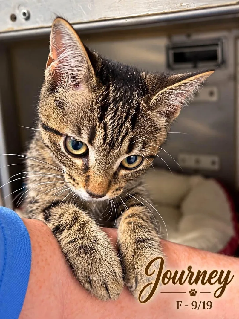 A young medium-sized female Domestic Short Hair cat named Journey for adoption in Loogootee, IN