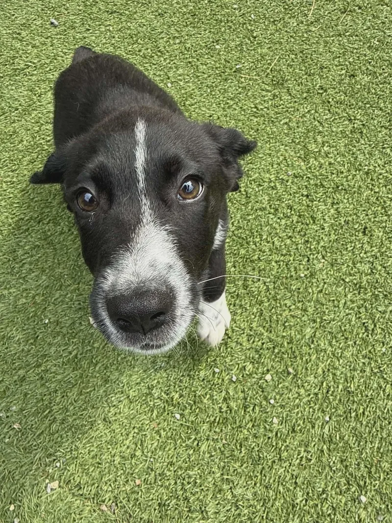 A baby medium-sized male Australian Shepherd dog named Freddie for adoption in Groton, CT