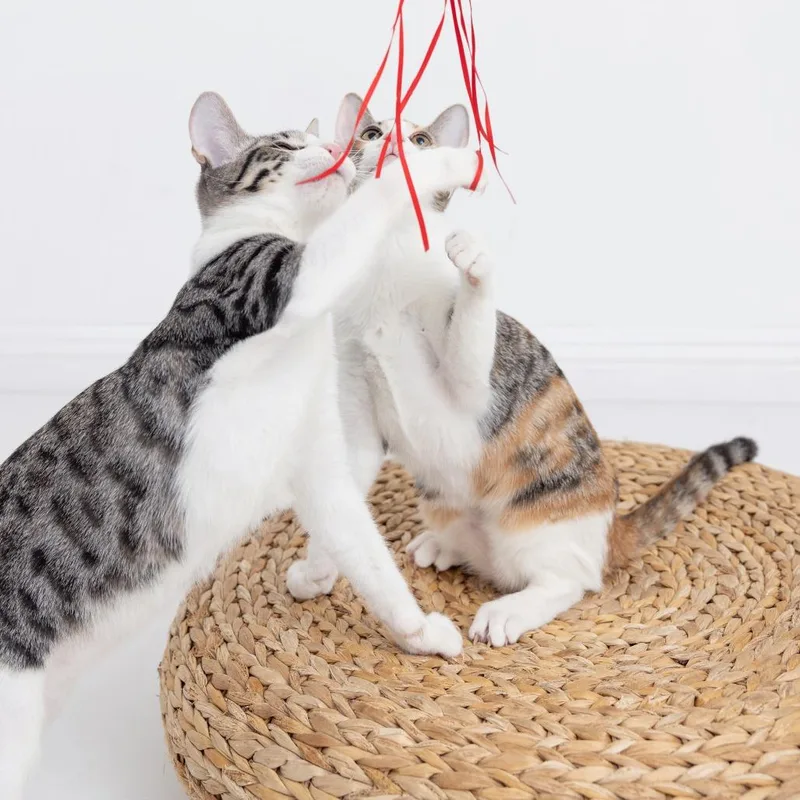 A baby small-sized male White Domestic Short Hair cat named Wizard for adoption in Los Angeles, CA