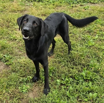 An adult medium-sized male Black Labrador Retriever dog named Wonka for adoption in Phoenixville, PA