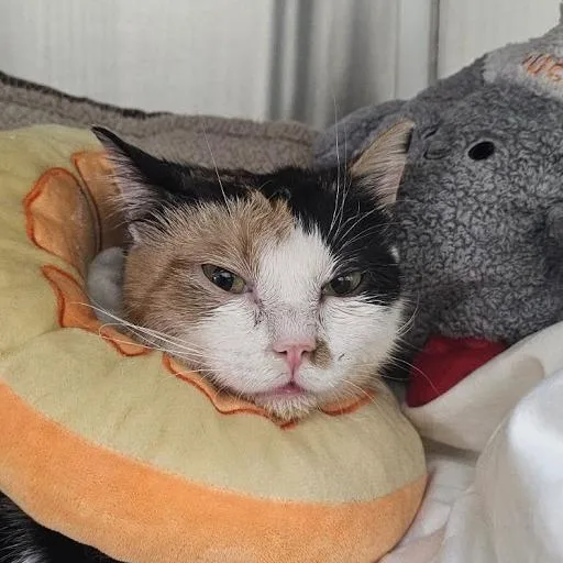 An adult medium-sized female Calico Domestic Short Hair cat named Simmy for adoption in Lynchburg, VA