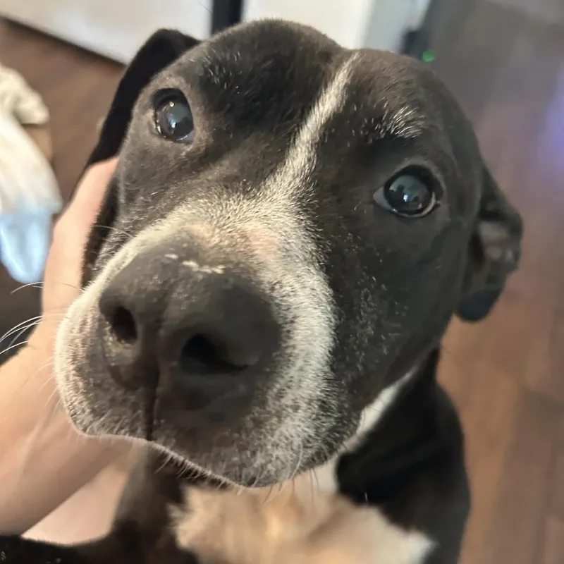 An adult medium-sized female Black American Staffordshire Terrier dog named Rita for adoption in Mooresville, NC