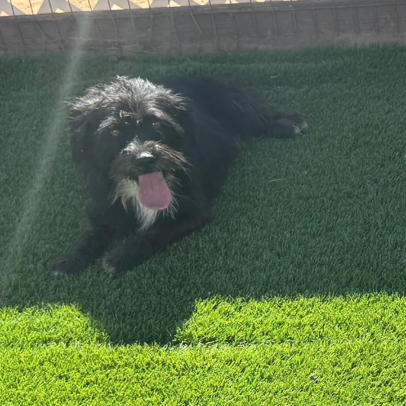 An adult small-sized male Black Terrier dog named Ben for adoption in Phoenix, AZ