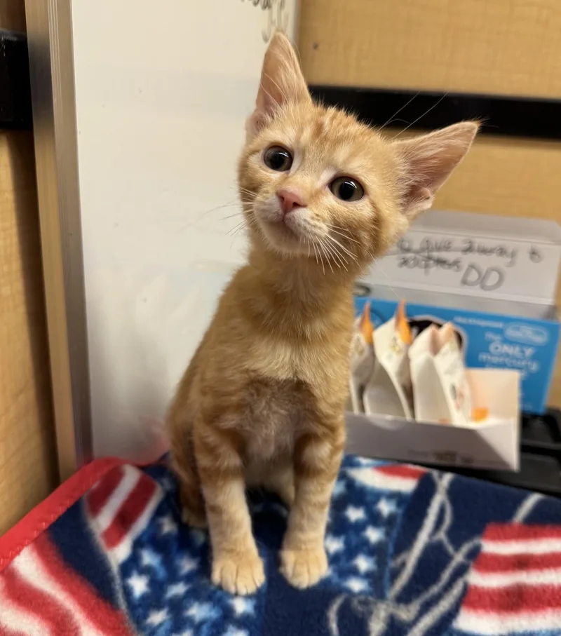 A baby medium-sized male Tabby (Orange / Red) Tabby cat named Matteo for adoption in Albuquerque, NM