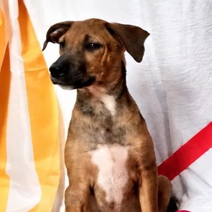 A baby small-sized male Brown / Chocolate Mixed Breed dog named Fried Oreo for adoption in Rockville, MD