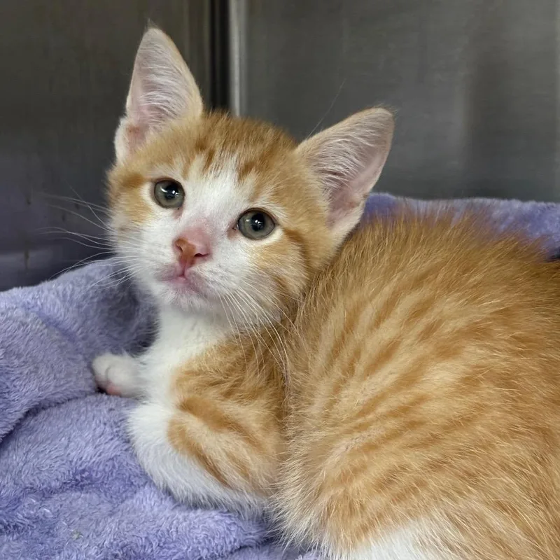 A baby small-sized male Orange / Red Domestic Short Hair cat named Reggae for adoption in League City, TX