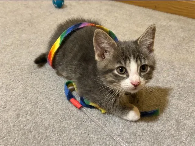 A baby small-sized male Domestic Short Hair cat named Washington for adoption in Ames, IA