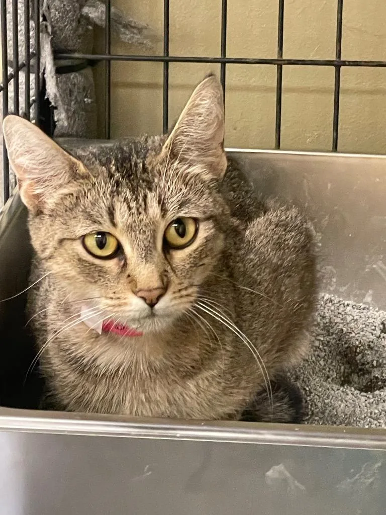 A young medium-sized female Domestic Short Hair cat named Brownie for adoption in Muskegon, MI