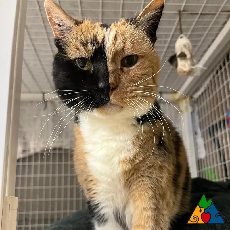 A senior medium-sized female Calico Domestic Short Hair cat named Sassy for adoption in Douglas, WY