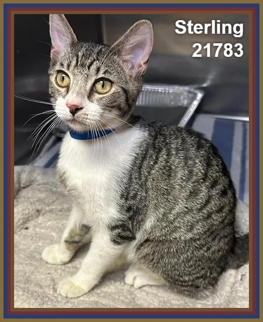 A baby medium-sized male Tabby (Brown / Chocolate) Domestic Short Hair cat named Sterling for adoption in Marietta, GA