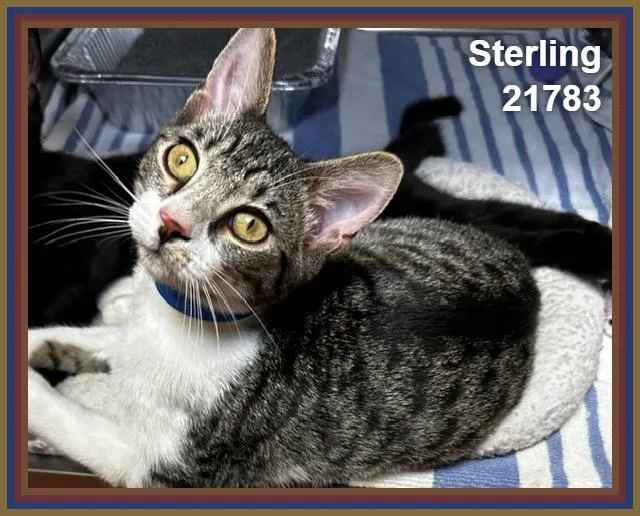Sterling thumbnail 3