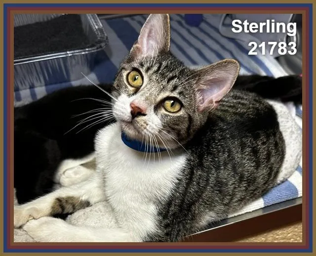 Sterling thumbnail 4