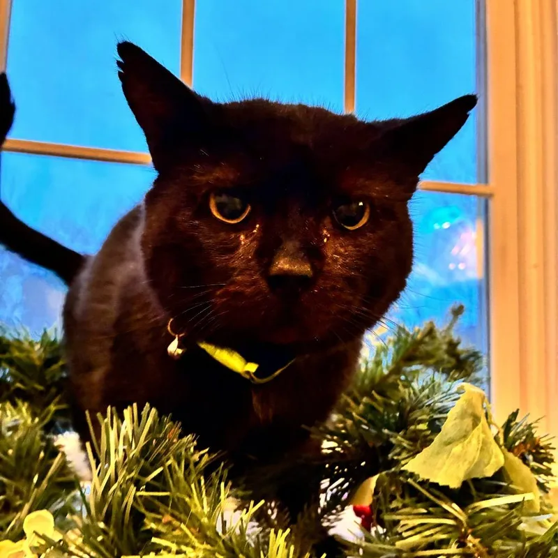 A senior medium-sized male Black Domestic Short Hair cat named August for adoption in Fairfax Station, VA