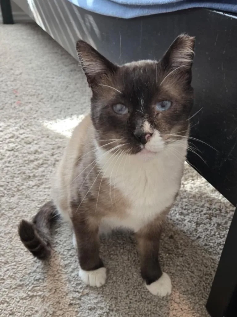 Milkshake thumbnail 2