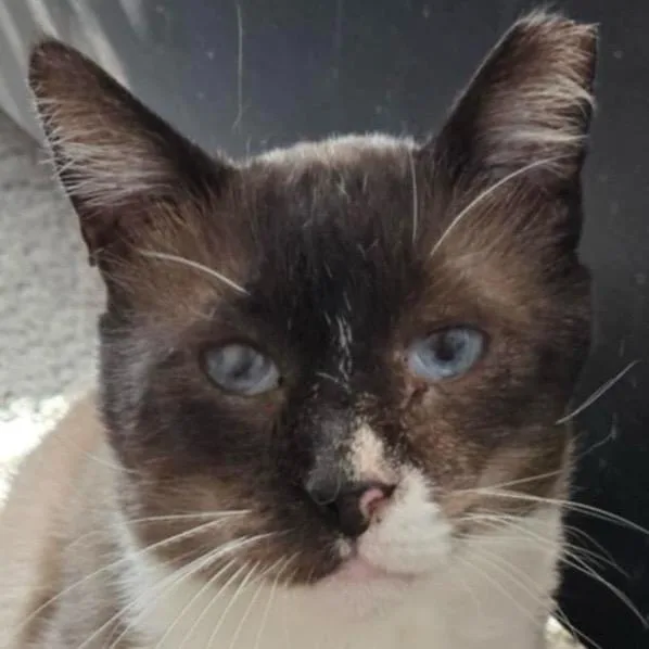 Milkshake thumbnail 3